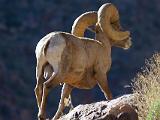 A Anza Borrego Desert 019